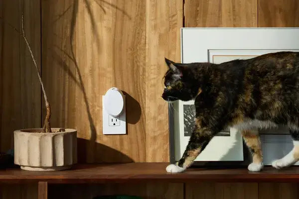 The Challenge of Keeping Small Spaces Smelling Fresh