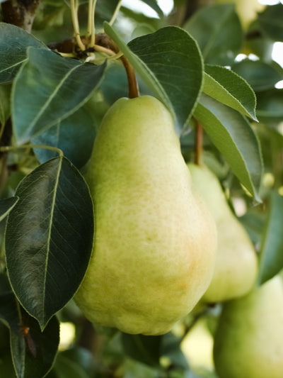 Pear No. 25 - ingredients view