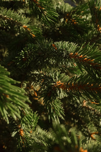 Fallen Fir