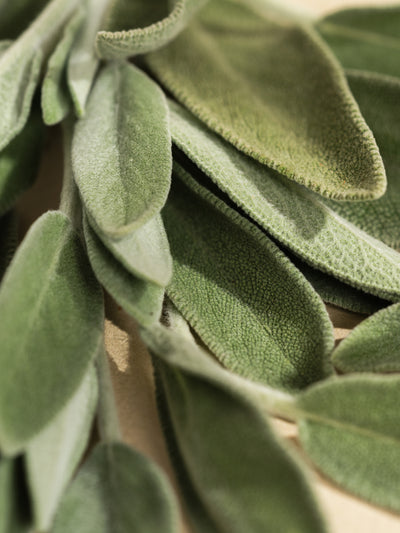 Sienna Sage - ingredients view