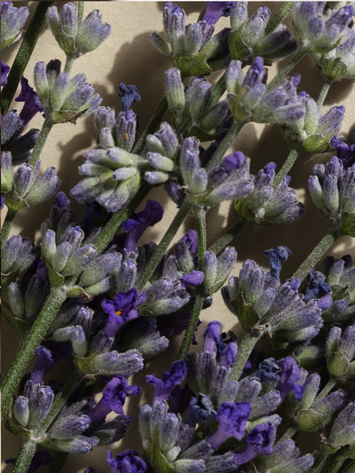 Lavender Balsam - ingredients view