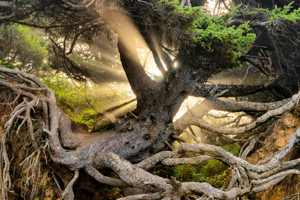 Spruce in Mist: The Poetic Beauty of the Tree of Life
